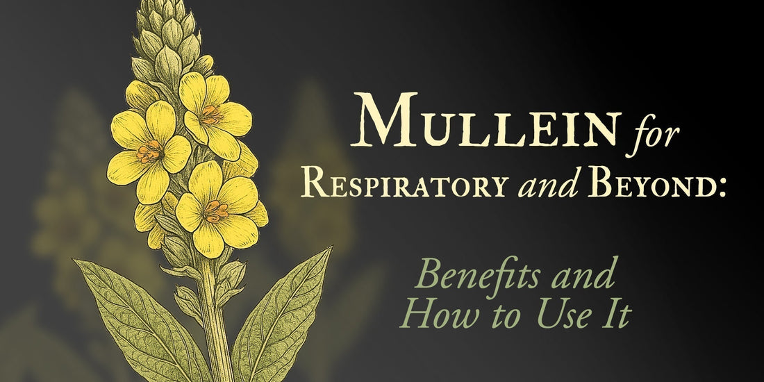 Mullein for Respiratory and Beyond: Benefits and How to Use It
