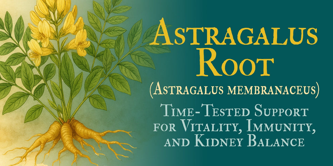 Astragalus Root (Astragalus membranaceus): Time-Tested Support for Vitality, Immunity, and Kidney Balance