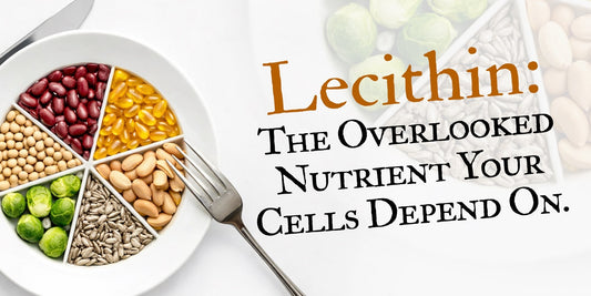 Lecithin: The Overlooked Nutrient Your Cells Depend On