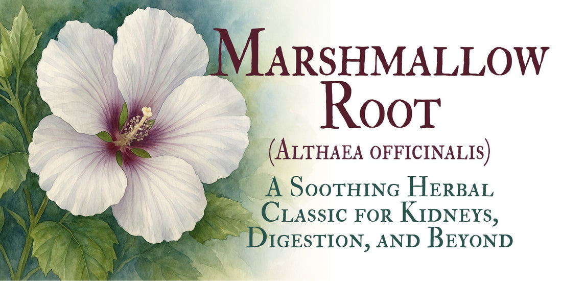 Marshmallow Root (Althaea officinalis): A Soothing Herbal Classic for Kidneys, Digestion, and Beyond